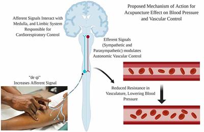 Can Acupuncture Treatment of Hypertension Improve Brain Health? A Mini Review